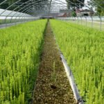 Kuusk 2-aastane (avajuurne) – foto 4